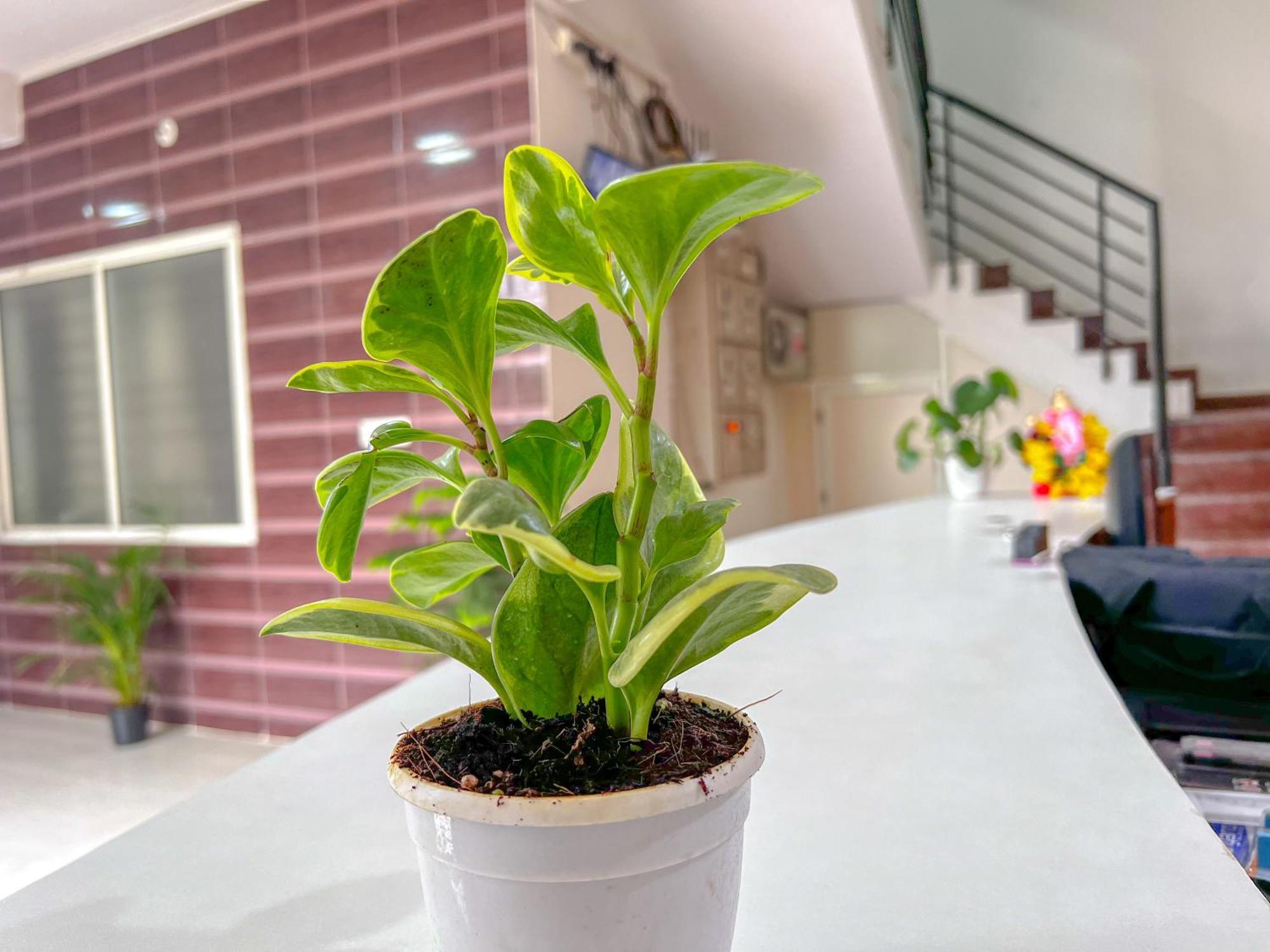 Hotel Elite By Agira Hotels-Free Airport Pickup Or Drop Yelahanka Exterior foto